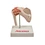 Human shoulder joint model